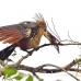 hoatzin_la_h_0960_ecu3022.jpg